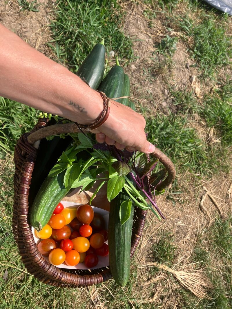 Panier de légumes frais du maraîchage