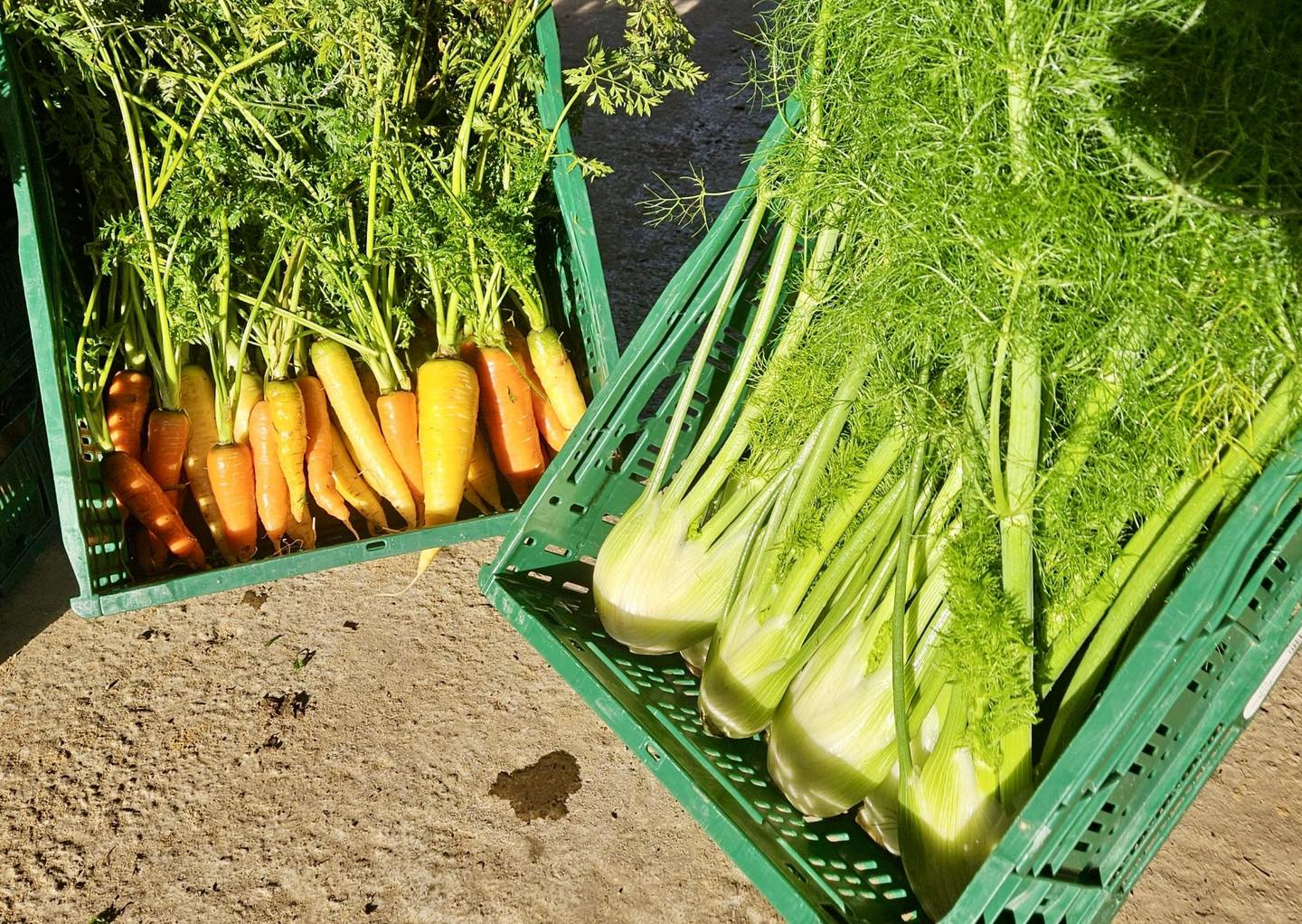 Carottes et fenouil fraîchement récoltés