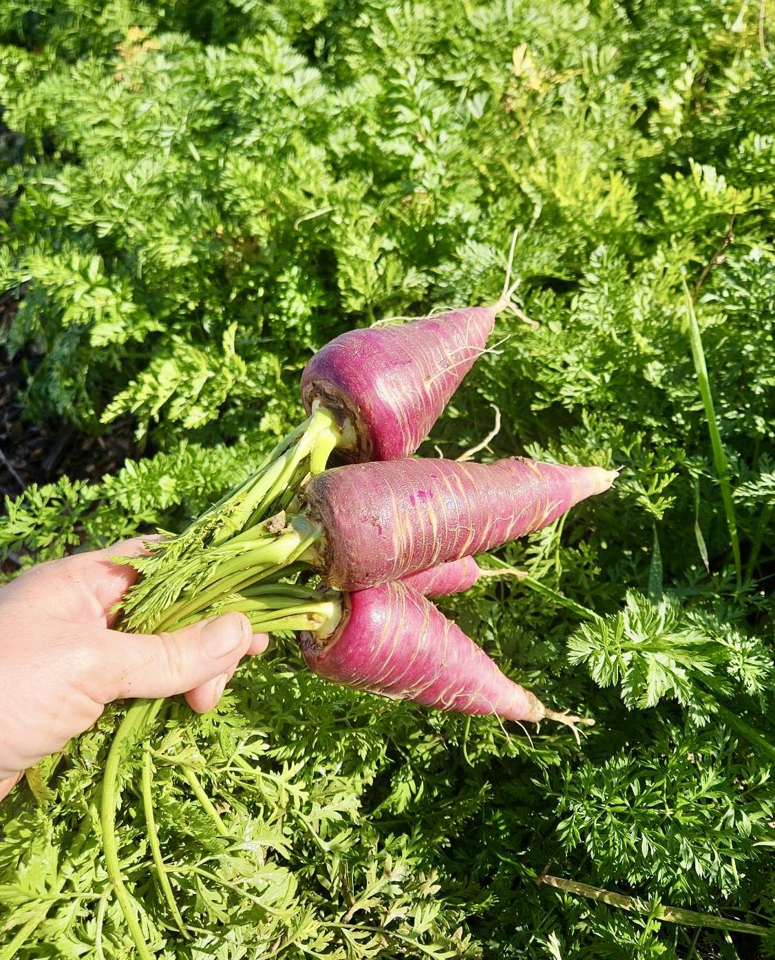 Carottes violettes