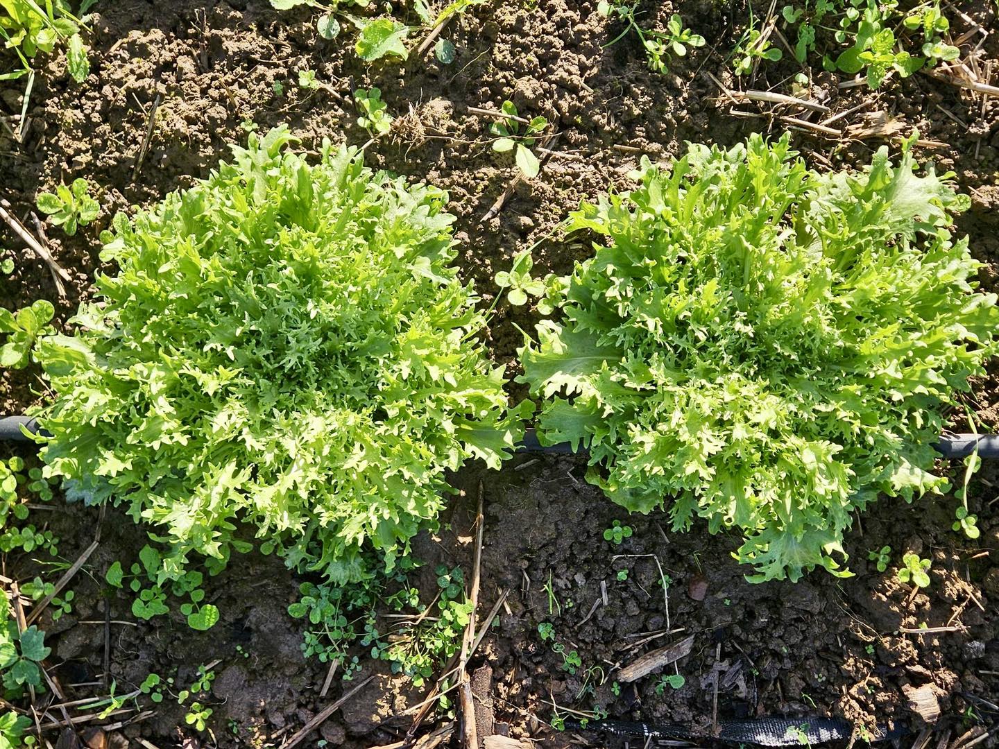 Salade frisée