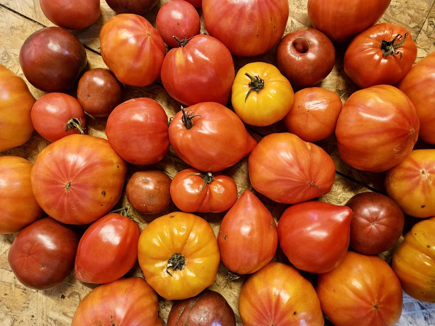 Tomates anciennes de la ferme